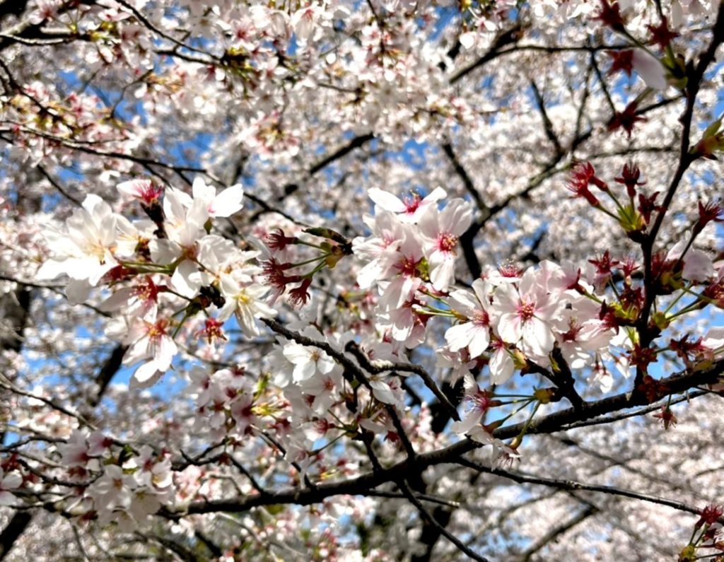 桜 お花見
